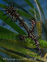 My First Ghost Pipefish - Taken at Kaputian divesite at S... by Arthur Castillo 